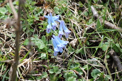 Corydalis pachycentra