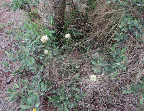 Cyperus niveus var. leucocephalus image