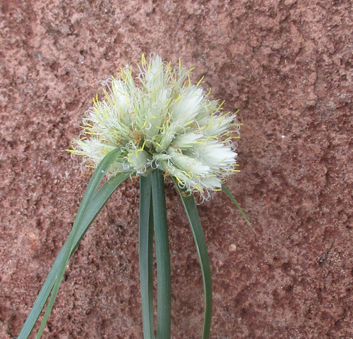 Cyperus niveus image