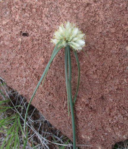 Cyperus niveus var. leucocephalus image