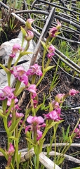 Disperis paludosa