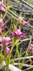 Disperis paludosa