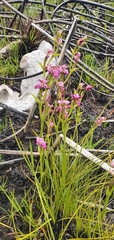 Disperis paludosa