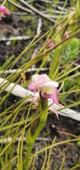 Disperis paludosa
