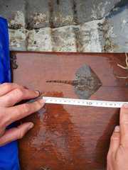 Thornback Ray