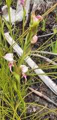 Disperis paludosa