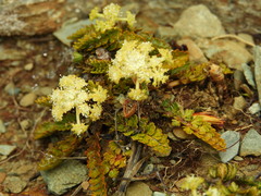Anisotome aromatica