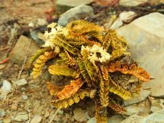 Anisotome aromatica