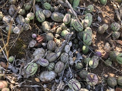 Baculellum articulatum