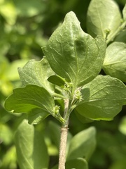 Erythrococca menyharthii