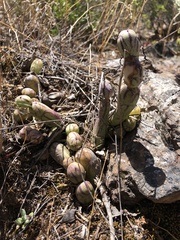 Baculellum articulatum