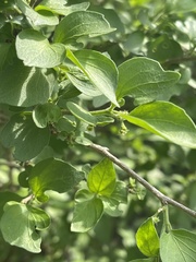 Erythrococca menyharthii