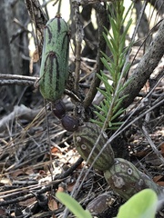Baculellum articulatum
