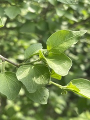 Erythrococca menyharthii