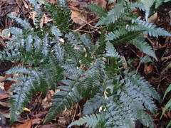 Dryopteris polita