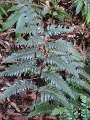 Dryopteris polita