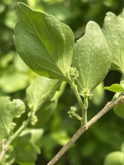 Erythrococca menyharthii