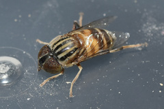 Eristalinus megacephalus
