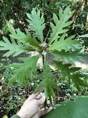 Bocconia frutescens