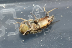 Eristalinus megacephalus