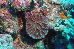 Mycetophyllia