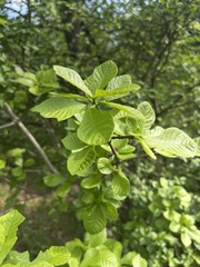 Gardenia resiniflua