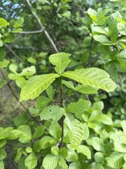 Gardenia resiniflua