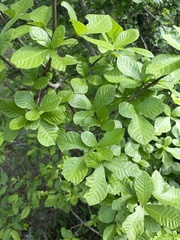 Gardenia resiniflua
