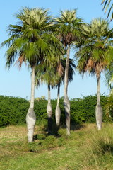 Colpothrinax wrightii