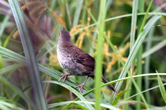 Bradypterus baboecala