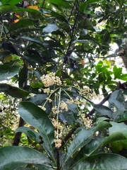 Buchanania arborescens