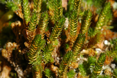 Selaginella sibirica