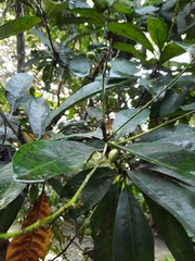 Buchanania arborescens