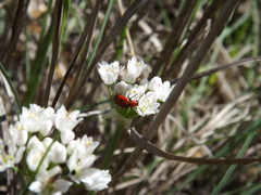 Pelonides quadrinotata