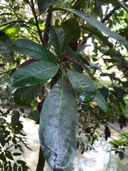 Buchanania arborescens