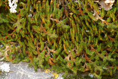 Selaginella sibirica