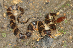 Trimerodytes aequifasciatus