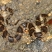 Diamond-backed Water Snake - Photo (c) Tommy Hui, some rights reserved (CC BY-NC)