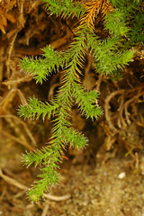 Selaginella sibirica