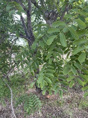 Xeroderris stuhlmannii