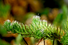 Selaginella sibirica