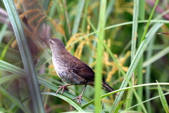 Bradypterus baboecala