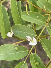 Xeroderris stuhlmannii