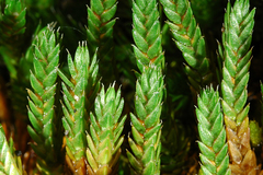 Selaginella sibirica