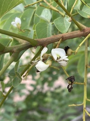 Xeroderris stuhlmannii