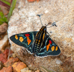 Mimoniades montana