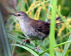 Bradypterus baboecala