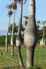 Colpothrinax wrightii