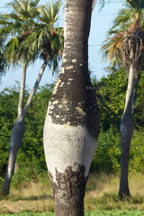 Colpothrinax wrightii