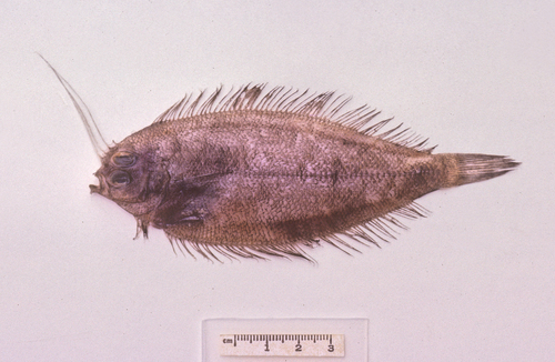 Crested flounder (Lophonectes gallus) — Bothidae — 2